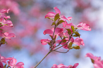 Elegant pink dogwood blossoms against a soft focus background in springtime
