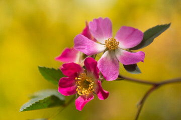 Closeup of delicate, pink miniature roses in springtime
