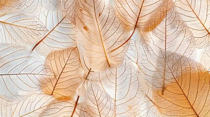 Delicate And Detailed, This Image Of Skeleton Leaves Is Perfect For Adding A Touch Of Nature To Any Project.