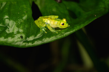 Glass Frog Beauty: Hyalinobatrachium valerioi Perched on Leaf in Rainforest Habitat