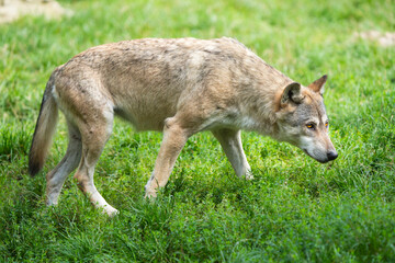 Canadian Timberwolf Walking in Grass: Wild Majesty of the North