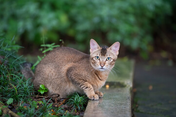 The Tabby in the park