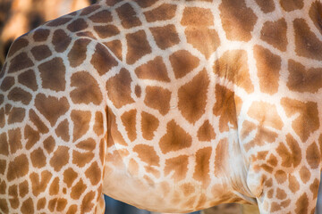 Close-Up: Intricate Pattern on the Side of a Giraffe