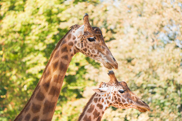 Close-Up: Pair of Majestic Giraffes with Intricate Details