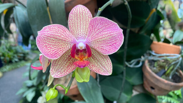 Branch of Phalaenopsis orchids with delicate pink and purple dotted lines, also called moth orchid, butterfly, anggrek bulan or moon orchid. - Powered by Adobe