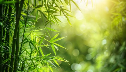 Fresh morning natural background of a green bamboo forest