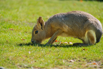 Resting in Shade: Mara Hare Enjoying Tranquil Refuge