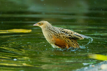 Obraz premium Corncrake Bathing in Shallow Water