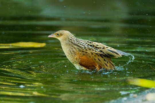Corncrake Bathing in Shallow Water