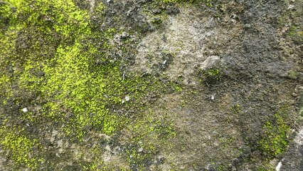 green moss on stone