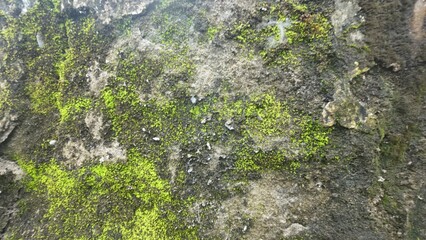 moss on stone