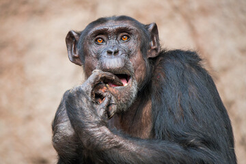 Close-up of a chimpanzee picking its teeth