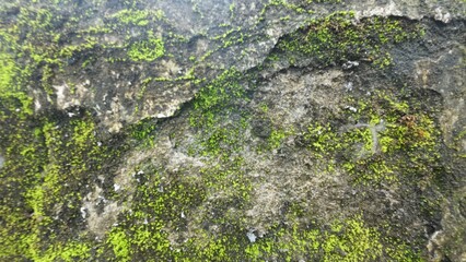 green moss on stone