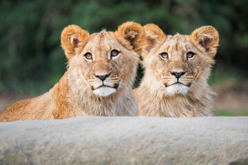 Peekaboo: Two African Lion Cubs Behind Rock, Adorable Heads Revealed