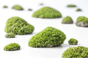 Green Moss on White Background