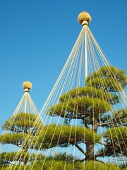 冬の雪吊りのある松の木と青空