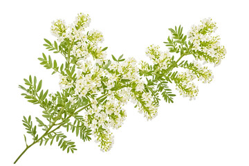 White Flower Branch on White Background