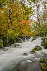 Landscape View Of Beautiful Autumn Red With Stream At Oirase Gorge , Towada, Aomori, Japan