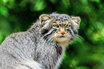 Portrait felis manul wild cat animal close up. Otocolobus manul or Pallas cat one of most beautiful...
