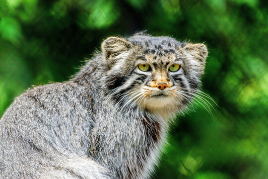 Portrait felis manul wild cat animal close up. Otocolobus manul or Pallas cat one of most beautiful cats. Cute manul kitten looking at camera sitting in zoo. Adorable pallas cat - animal theme concept