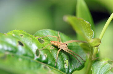 青葉にベージュ色のキシダグモ（自然光＆ストロボ・マクロレンズ接写）