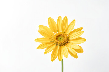 Single Yellow Flower on White Background