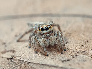 Macro spider on dry leaves