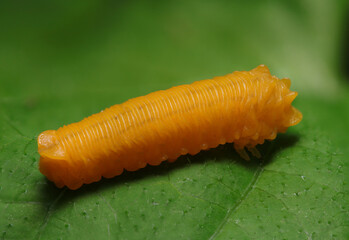 オレンジ色のグミのようなチャイロハバチの幼虫（自然光＋望遠マクロ接写写真）