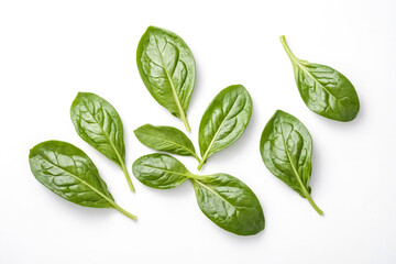 Obraz premium Fresh Spinach Leaves on White Background
