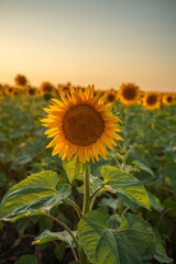 Obraz premium Field sunflowers in the warm light of the setting sun. Summer time. Concept agriculture oil production growing.