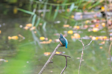 可愛いカワセミ（カワセミ科）。

日本国東京都大田区、東京港野鳥公園にて。
2022年夏撮影。

Lovely Kingfisher (Alcedo atthis, family comprising kingfishers).

Tokyo Port Wild Bird Park, Ota-ku, Tokyo, Japan. - summer 2022.
