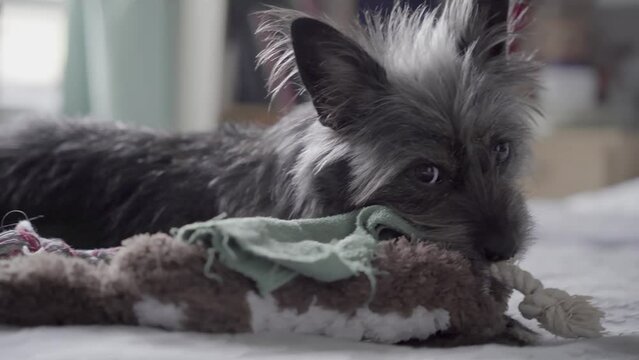 Cairn Terrier Mix dog puppy bed chewing rope pan right BK NYC 4K