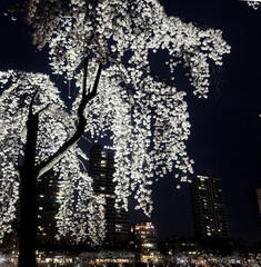 Seokchon Lake Cherry Blossom Night View