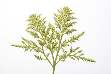 Close-up of Green Flower Buds on a White Background