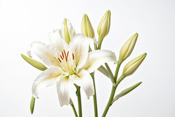 Obraz premium White Lily Flower with Buds Isolated on White Background