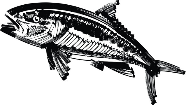 vector sketch of the kingfish on a white background