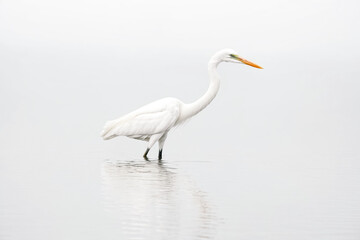 Obraz premium White Egret in Misty Water