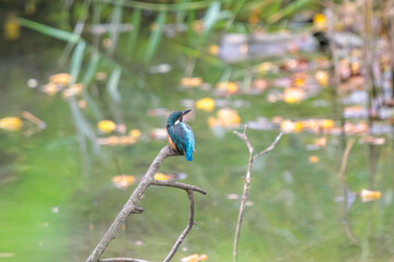 カワセミ, Kingfisher,.東京港野鳥公園,.TOKYO PORT WILD BIRD PARK,.202209.CANON EOS M6 Mark II.CANON マウントアダプター EF-EOS M.SIGMA 150-600mm F5-6.3 DG OS HSM | Contemporary