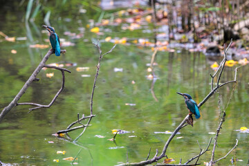 飛翔しながら激しく縄張り争いをする、可愛いカワセミ（カワセミ科）のオス2羽。

日本国東京都大田区、東京港野鳥公園にて。
2022年夏撮影。

Two lovely male Kingfisher (Alcedo atthis) in a fierce territorial battle in flight.

Tokyo Port Wild Bird Park, Ota-ku, Tokyo, 