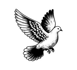 white dove bird hand drawn vintage vector