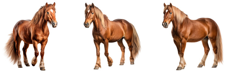 Fototapeta premium Set of three brown horses standing, isolated on transparent background