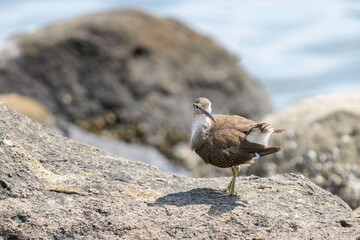 浜辺で羽づくろいする美しいイソシギ（シギ科）。

日本国東京都大田区、東京港野鳥公園にて。
2023年撮影。

Beautiful Common sandpiper (Actitis hypoleucos, family comprising snipes) in Grooming feathers　on the beach.

Tokyo Port Wild Bird Park, Ota-ku,