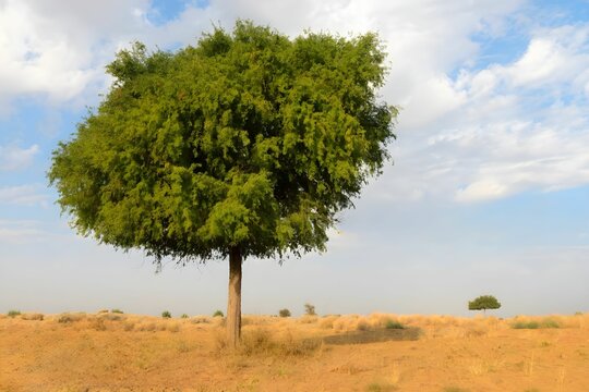 Ghaf Tree