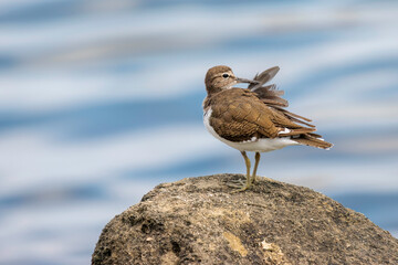 浜辺で羽づくろいする美しいイソシギ（シギ科）。

日本国東京都大田区、東京港野鳥公園にて。
2023年撮影。

Beautiful Common sandpiper (Actitis hypoleucos, family comprising snipes) in Grooming feathers　on the beach.

Tokyo Port Wild Bird Park, Ota-ku,