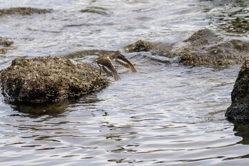 浜辺で飛び立つ美しいイソシギ（シギ科）。

日本国東京都大田区、東京港野鳥公園にて。
2022年夏撮影。

Beautiful Common sandpiper (Actitis hypoleucos, family comprising snipes) in flight on the beach.

Tokyo Port Wild Bird Park, Ota-ku, Tokyo, Japan
