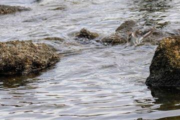 浜辺で飛び立つ美しいイソシギ（シギ科）。

日本国東京都大田区、東京港野鳥公園にて。
2022年夏撮影。

Beautiful Common sandpiper (Actitis hypoleucos, family comprising snipes) in flight on the beach.

Tokyo Port Wild Bird Park, Ota-ku, Tokyo, Japan