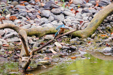 小魚を捕らえた可愛いカワセミ（カワセミ科）。

日本国東京都大田区、東京港野鳥公園にて。
2022年夏撮影。

Lovely Kingfisher (family comprising Alcedo kingfishers) catching small fish.

Tokyo Port Wild Bird Park, Ota-ku, Tokyo, Japan. - summer 2022.
