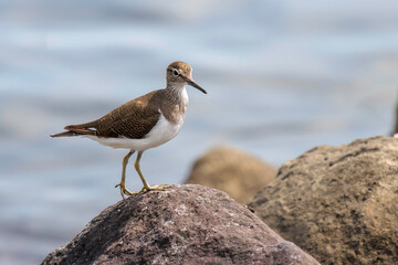 浜辺で餌を探す美しいイソシギ（シギ科）。

日本国東京都大田区、東京港野鳥公園にて。
2022年夏撮影。

Beautiful Common sandpiper (Actitis hypoleucos) searching for food on the beach.

Tokyo Port Wild Bird Park, Ota-ku, Tokyo, Japan. - summer 2022.
