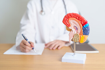 doctor with human Brain anatomy model. World Brain Tumor day, Brain Stroke, Dementia, alzheimer, parkinson and world mental health concept