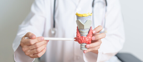 Doctor with human Thyroid anatomy model. Hyperthyroidism, Hypothyroidism, Hashimoto Thyroiditis,...